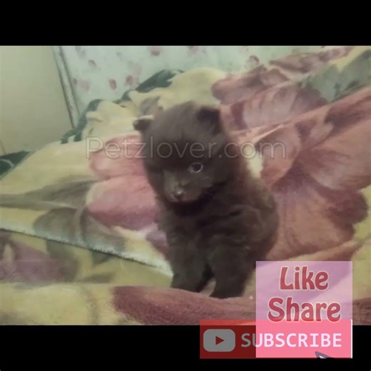 Choco, a sweet male Pomeranian puppy ready to find his forever home 🐶💛