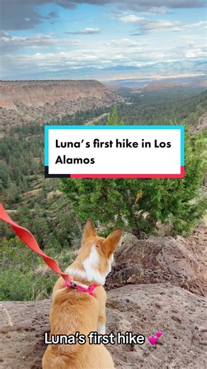 Luna’s first hike ever 🥹 . . . . . . . . . . . . . #pembrokewelshcorgi #corgisoftiktok #doglover #corgi #cutedogs #corgidaily #losalamosnewmexico #dogshiking #corgihiking #naturelovers #hiking #newmexico #mountain #pueblo #trails #hikingwithdogs #beautifulviews #puppytok