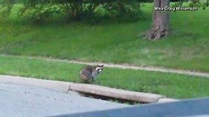A Nebraska man captured thsis video of a large group of raccoons crawling out of a sewer. | WRAL TV