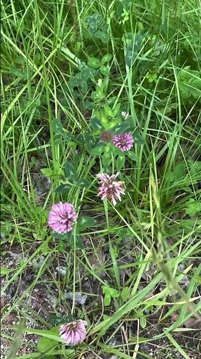 The Difference Between ￼Red And White Clover #Shorts ￼￼￼￼￼
