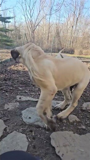 Mastiff Puppies Enjoying Great Weather