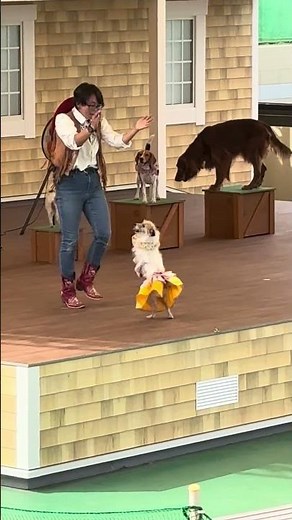 🐶 Adorable Dog Performance on Stage | Cute Pet Show Moments