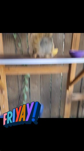 1.3K views · 205 reactions | Squeaks says hello | Peanut and Rip and Rocky the Squirrel, Scarlette and Sparky the Squirrel | Facebook