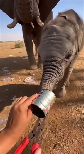 Hands Twisting Strap in a Tight Muddy Buffalo Pen