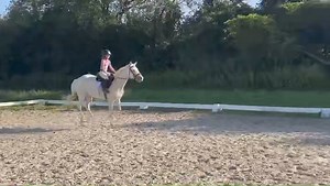 Available now - Joy is a child safe pony that has spent the summer hacking, jumping and flatting around a one hundred acre farm with a 9YO! She is currently getting ready for her first show in mid September. She would be suitable in any discipline. She trailers well and is great for the farrier and vet. She is well handled by children and leads to and from her paddock safely, stands in cross ties, gets groomed and tacked up solely by her little person. Contact Jessica today to make an appointmen