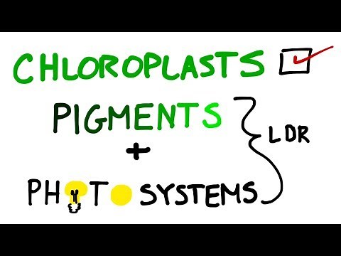 Chloroplasts, Pigments And Photosystems in Photosynthesis