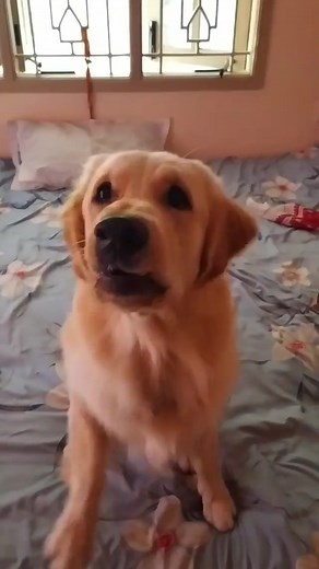 5.3K views · 86 reactions | ‘Influencers, learn the art of unboxing from me please.’ We deliver all your pet’s needs across the country - order now on www.headsupfortails.com and let the unboxing begin!  #HUFTForFamily #HeadsUpForTails @bailey_brahma | Heads Up For Tails | Facebook