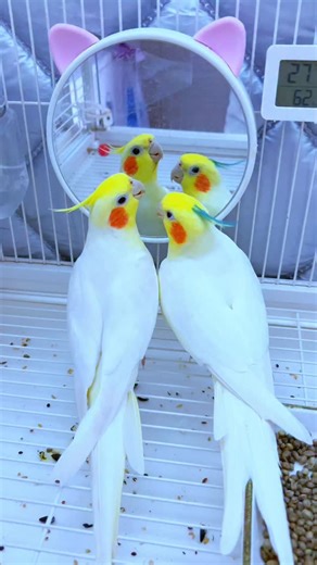 Two vain chicks; the joys of raising birds; therapeutic pets; hand-raised cockatiels; perplexing animal behavior; daily life of parrots | Kasim Birds Farm