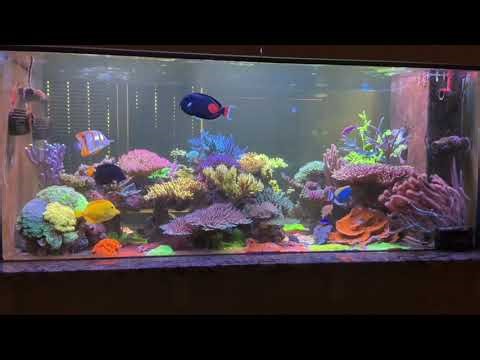 350 gallon sps reef tank that’s thriving!