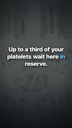 Why is there a blood bank hidden under your left ribs?