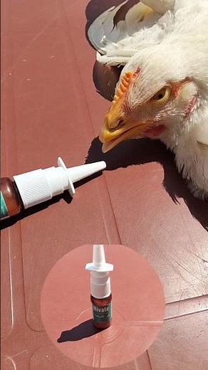 Mometasone Furoate Nasal Spray for Poultry Birds | Difficult Breathing | Dr. ARSHAD