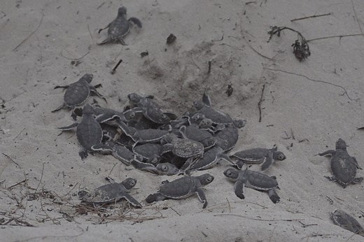 “This is what a turtle eruption looks like – wait till the end!" | Discover Wildlife