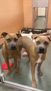 559K views · 24K reactions | So many puppies looking for love ❤️ Our...