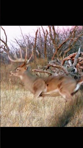 Big Deer Hunting Adventure | Massive Buck Shot#deerhunting #bucks #deerseason