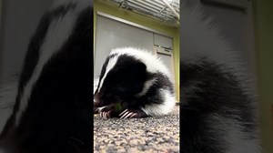 Skunk Snacks Quietly in an Adorable Moment