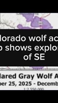 Wolves exploring San Luis Valley
