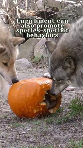 Wolf enrichment!