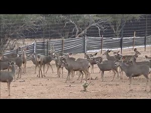 Mexico Mule Deer 2018