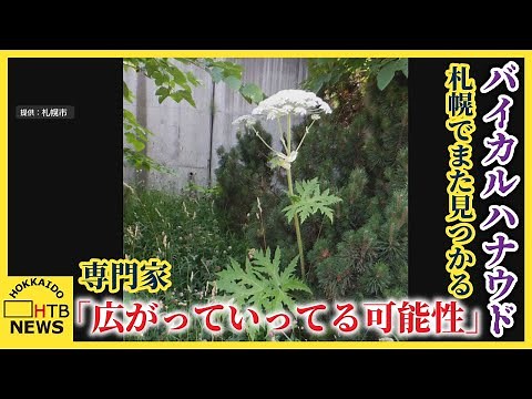 “最も危険な植物”バイカルハナウド 極めて似ている植物 札幌でまたみつかる「広がっていってる可能性も」