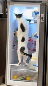 6.7K views · 92 reactions | "Cats Doing 100 Jobs at Once!  #Multitasking" #OMGcats #MultitaskingCats #24x7Cats #CatsOnDuty #CatWorkaholic #CatLifeGoals #FunnyCatsDaily #CatsBeLike #CatBossMode #CatsOfTheDay #CatContent #FelineHustle #CatsDoingEverything #WorkModeOn #CatLoversClub | Iram Mulla | Facebook