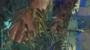 Woman puts her hand in aquarium with Red Garra or Garra Rufa fishes also known as Doctor Fish or Nibble Fish. Spa attraction for tourists.