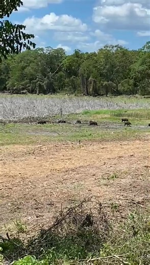 La CONANP, el Hotel Mundo Maya de Calakmul y el INAH, con la autorización del Consejo de Arqueología, trabajamos en conjunto para limpiar dos de las aguadas de Calakmul 💧🌱 —reservorios naturales de agua de lluvia fundamentales para la fauna local—. A tan solo un mes de iniciar estas acciones, una familia de pecaríes de labios blancos regresó a disfrutar del agua en una de ellas. Estos mamíferos, parecidos a los jabalíes y esenciales para la dispersión de semillas en la selva, son un claro ejem
