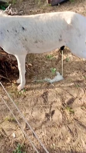 1M views · 1.8K reactions | Funny donkey lover pee animals villages #donkeys #donkeykong #donkey #animals #bigdonkey #jungel #Donkey #Village #animal #animals #nature #pet #cute #wildlife #love #dog #pets #photography #cat #cats #naturephotography #instagram #photooftheday #dogs #animallovers #instagood #wildlifephotography #art #animalphotography #of #dogsofinstagram #petstagram #bird #catsofinstagram #puppy #birds #animalsofinstagram | Animals lifedesert | Facebook