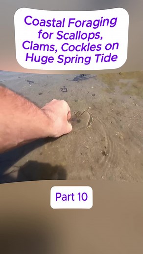 Coastal Foraging Guide: Scallops, Clams, and Cockles