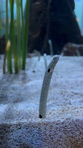 2.3K views · 40 reactions | Have you spotted these 'r-EEL-y' cool animals at OdySea? ✨ As you exit OdySea Voyager, don’t miss our spotted garden eels! These impressive little guys and gals can grow up to 16 inches. Watch as they skillfully slide in and out of their burrows, thanks to the unique mucus coating their body! | OdySea Aquarium | Facebook