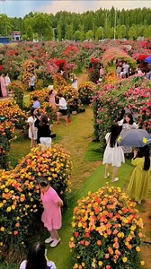 𝐌𝐨𝐡𝐝 𝐒𝐡𝐚𝐡𝐢𝐥 | Beautiful flowers 🌺🌹 . . . #flowerphotography #flowergarden #Flowers #trending #travelphotography #flowerbeauty #flowers🌸 #fyp #travel... | Instagram