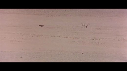 可爱的动物.Animals Are Beautiful People 1974