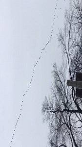 202K views · 6.6K reactions | An amazing sight yesterday as approximately 185 sandhill cranes flew over the Cincinnati Zoo! | Cincinnati Zoo & Botanical Garden | Facebook