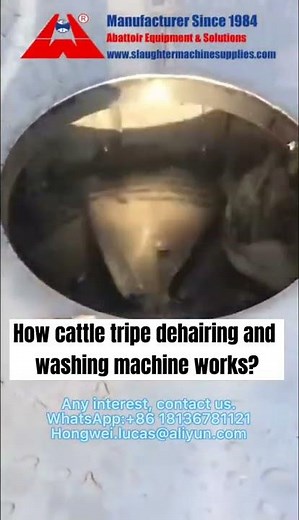 How beef tripe washing and dehairing machine works? beef tripe clean processing equipment