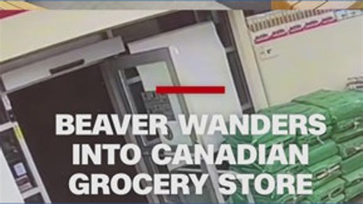 Beaver traps itself in Canada convenience store