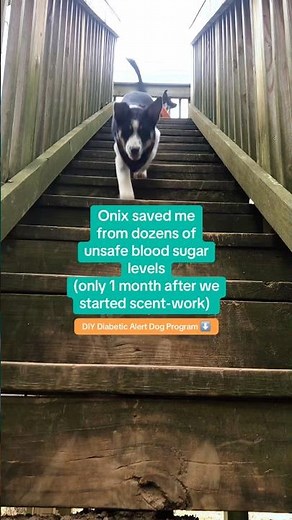 How to train your dog to be a Diabetic Service Dog at Home #diabeticalertdog #diabeticdogs #t1d #t1