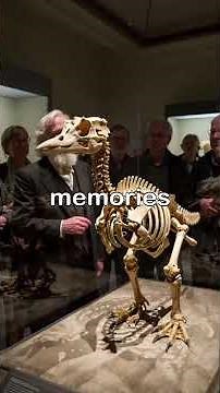 Why the Dodo Went Extinct (And What It Teaches Us)