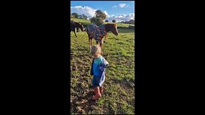 Legrande - Buckskin Oldenburg Stallion, Approved Breeders Elite and AES on Reels