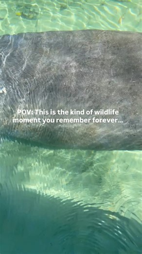 Weeki Wachee Clear Kayak Tours on Instagram: "Oh BABY 😍 Seeing a manatee mom and her calf glide through the Weeki Wachee River is one of the most special moments you can experience on the water. These gentle pairs rely on warm, spring-fed rivers like Weeki Wachee to rest, nurse, and teach their babies how to navigate the world. Calves stay close to their mothers for up to two years, learning where to find food, how to surface for air, and how to stay safe. On our clear kayak ecotours, we view t