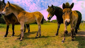 Just 3 Minutes of Adorable Baby Ponies with their Moms! You're welcome. 🥰 Featuring Exmoor Ponies from Trekerwys Native Ponies & Anchor Exmoor Ponies! | Discoverthehorse