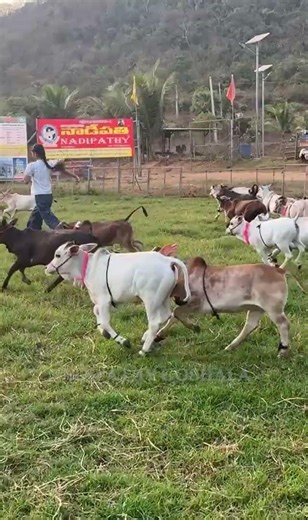 The Goshala Sprint: Morning Energy! 💨 🐮❤️"😱 So Wholesome! #pet #cow #cute #wow