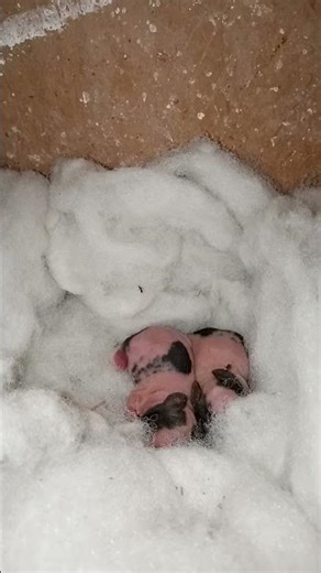 Cute Newborn Baby Rabbits | Rabbit Babies Just Born 🐇✨ November 29, 2025