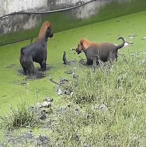 215K views · 60 reactions | Awesome! The battle is extremely fiery to please viewers. #Animal | Royale Brother's | Facebook