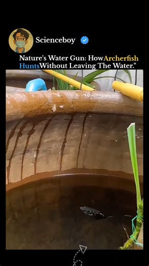 Deepak Kumar on Instagram: "The archerfish (Toxotes), a small, specialized tropical fish found in the mangroves of Southeast Asia and Australia, is renowned for its ability to shoot down insects, spiders, and even small lizards perched on overhanging branches from up to 5 feet (2 meters) away. This remarkable hunting technique uses a powerful jet of water to knock prey into the water, where the fish then quickly consumes it. #viral #trending #reels #archerfish"