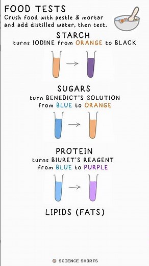 FOOD TESTS - Biology Science Revision (GCSE) #school #exams