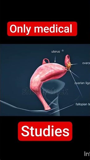 Female reproductive system