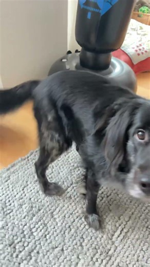 That song is stuck on my dogs head #cute #song #sleep #dog #head