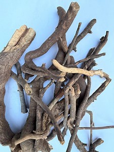 Organic Fadogia Agrestis Stems: Bakin Gagai, Black Aphrodisiac - Etsy