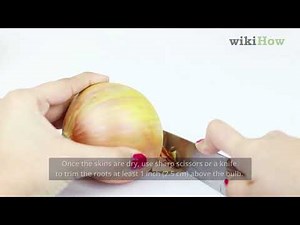 How to Store Onions