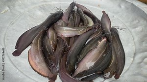 Live catfish collected in a bucket for sale at the fresh market, A wide variety of fresh fish for sale in the market, Catfish,