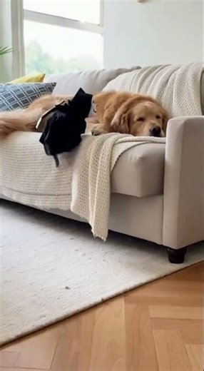 Tiny Chihuahua in HILARIOUS Costume Pranks Giant Dog!